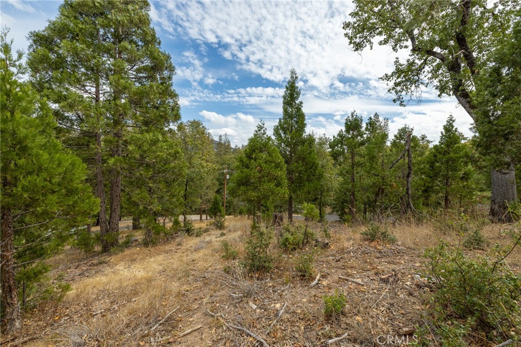 26 Timberview Road North Fork, CA 93643 - Photo 32 of 35 a view of a forest filled with trees