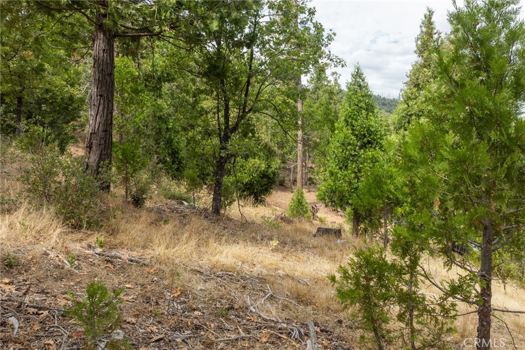 26 Timberview Road North Fork, CA 93643 - Photo 4 of 35 a view of a yard with plants and trees