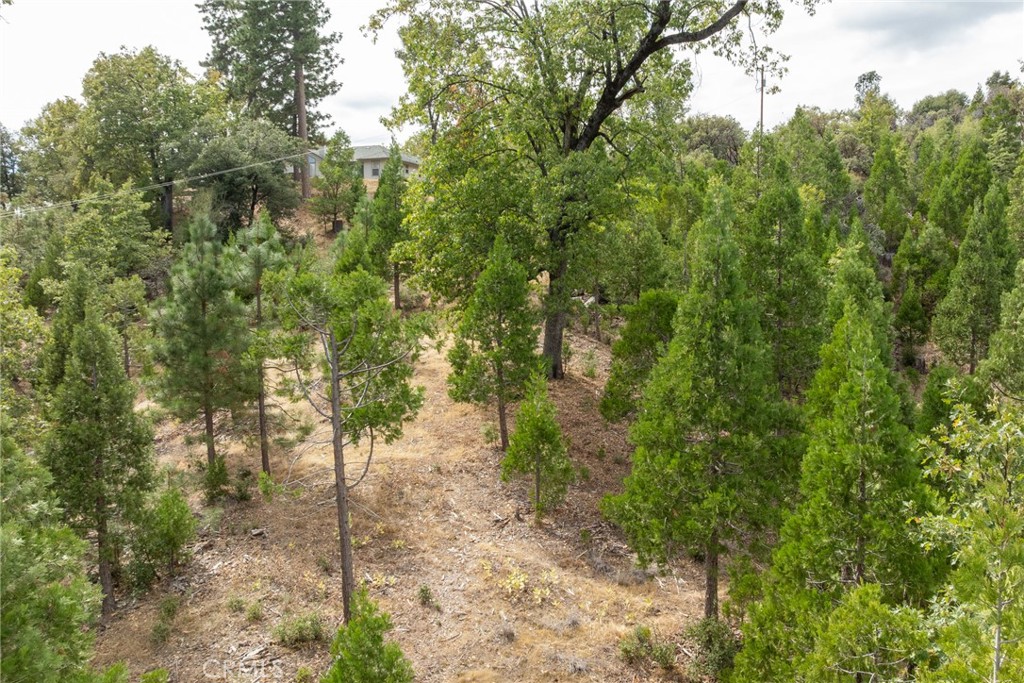 26 Timberview Road North Fork, CA 93643 - Photo 6 of 35 a view of a forest with trees in the background