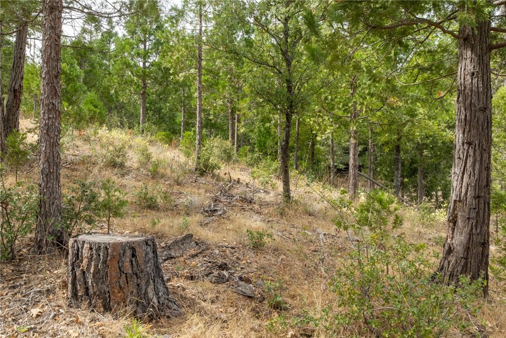 26 Timberview Road North Fork, CA 93643 - Photo 7 of 35 a view of a yard with plants