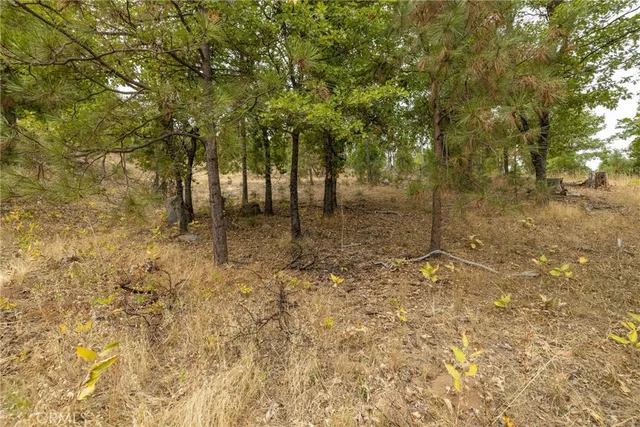 a view of a yard with trees