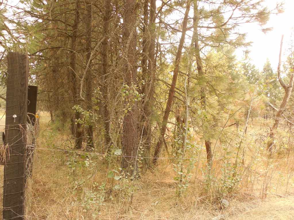 30916 North Mill Road Deer Park, WA 99006 - Photo 9 of 10 Gallery Image 9