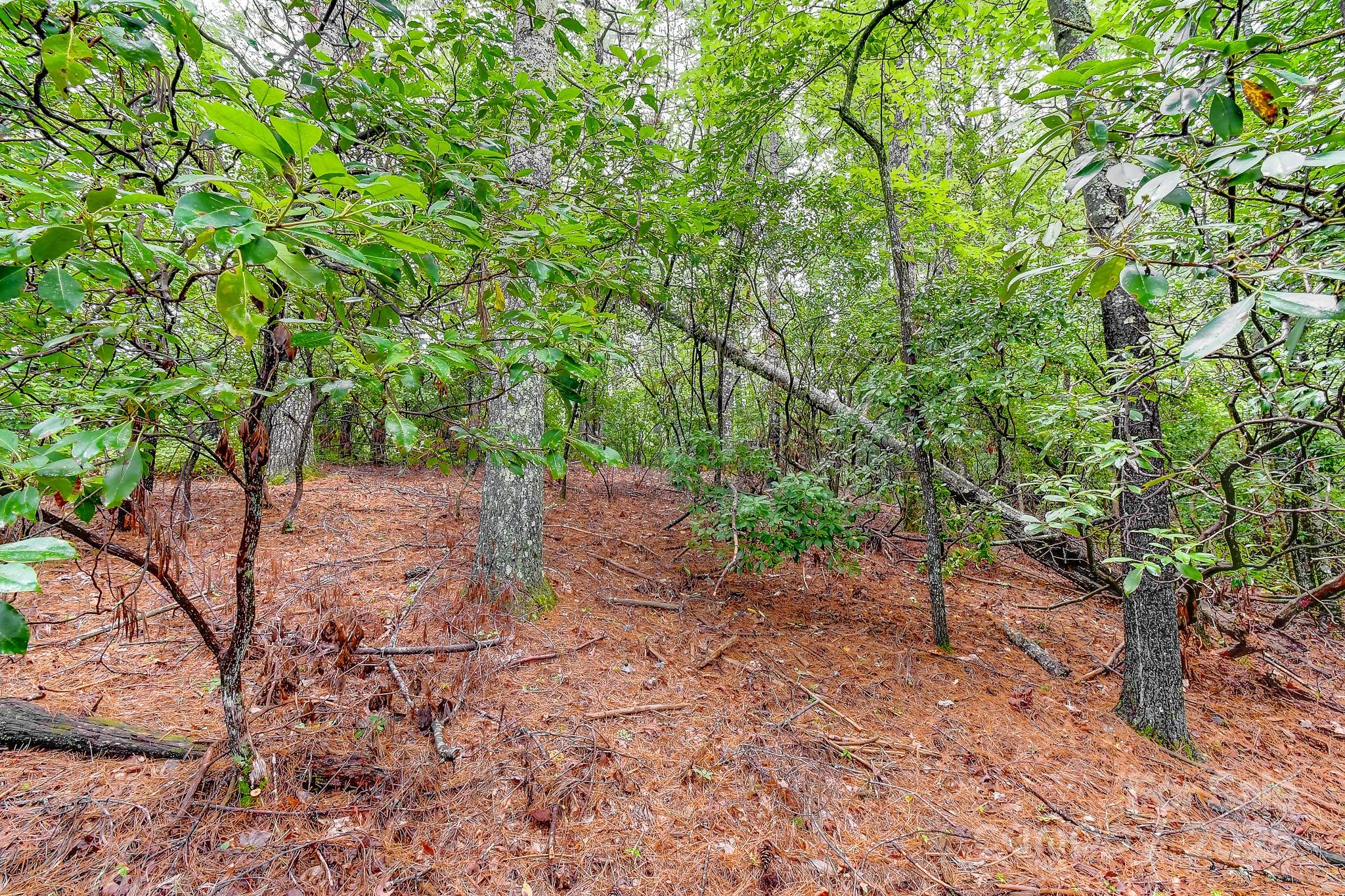 99999 Thunder Road Brevard, NC 28712 - Photo 3 of 13