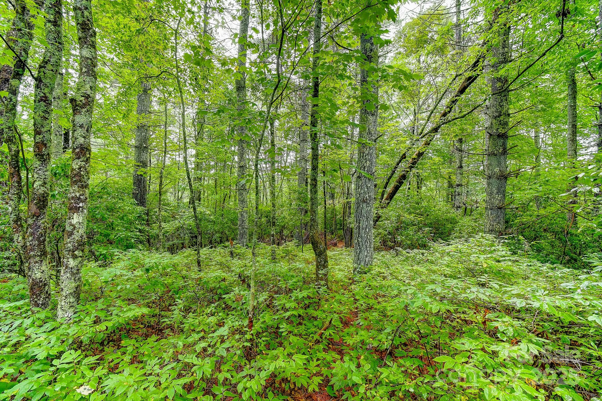 99999 Thunder Road Brevard, NC 28712 - Photo 5 of 13