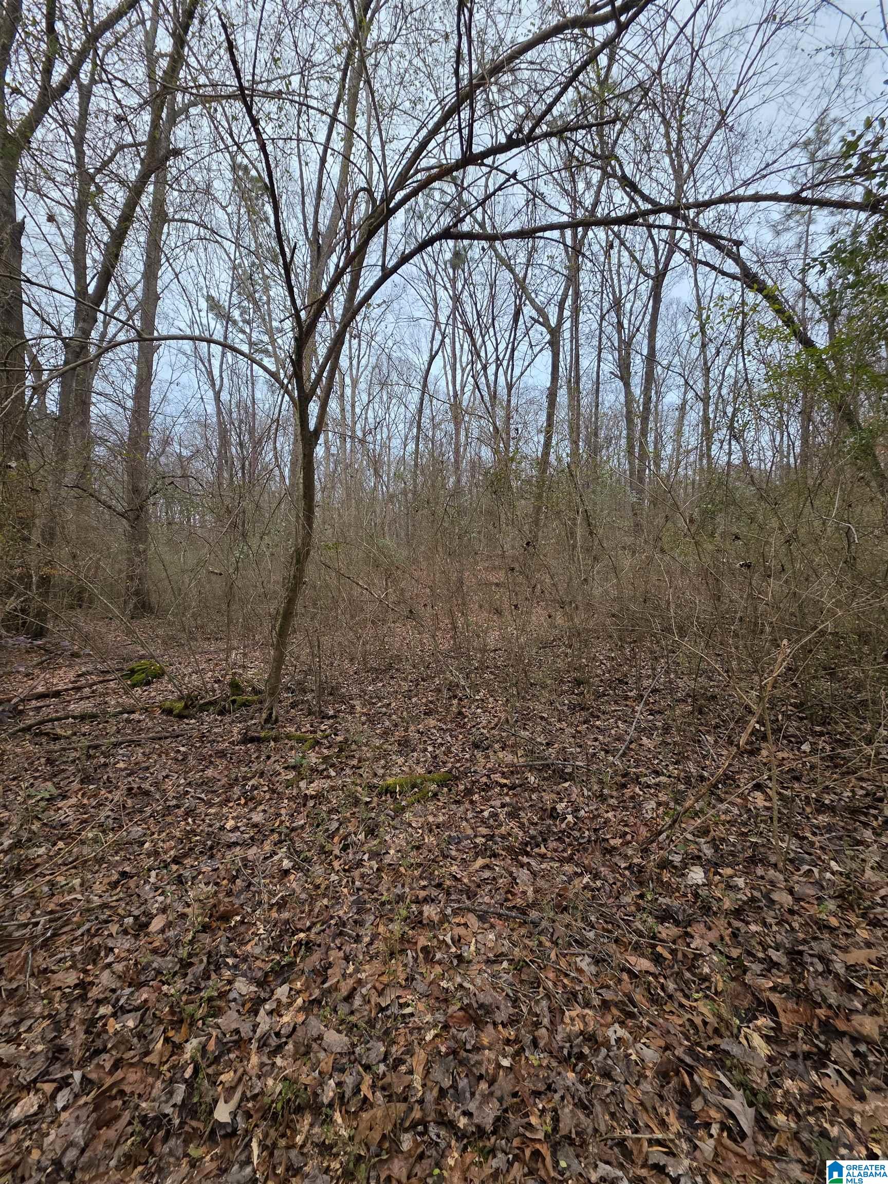 322 Tucker Road Talladega, AL 35160 - Photo 4 of 21