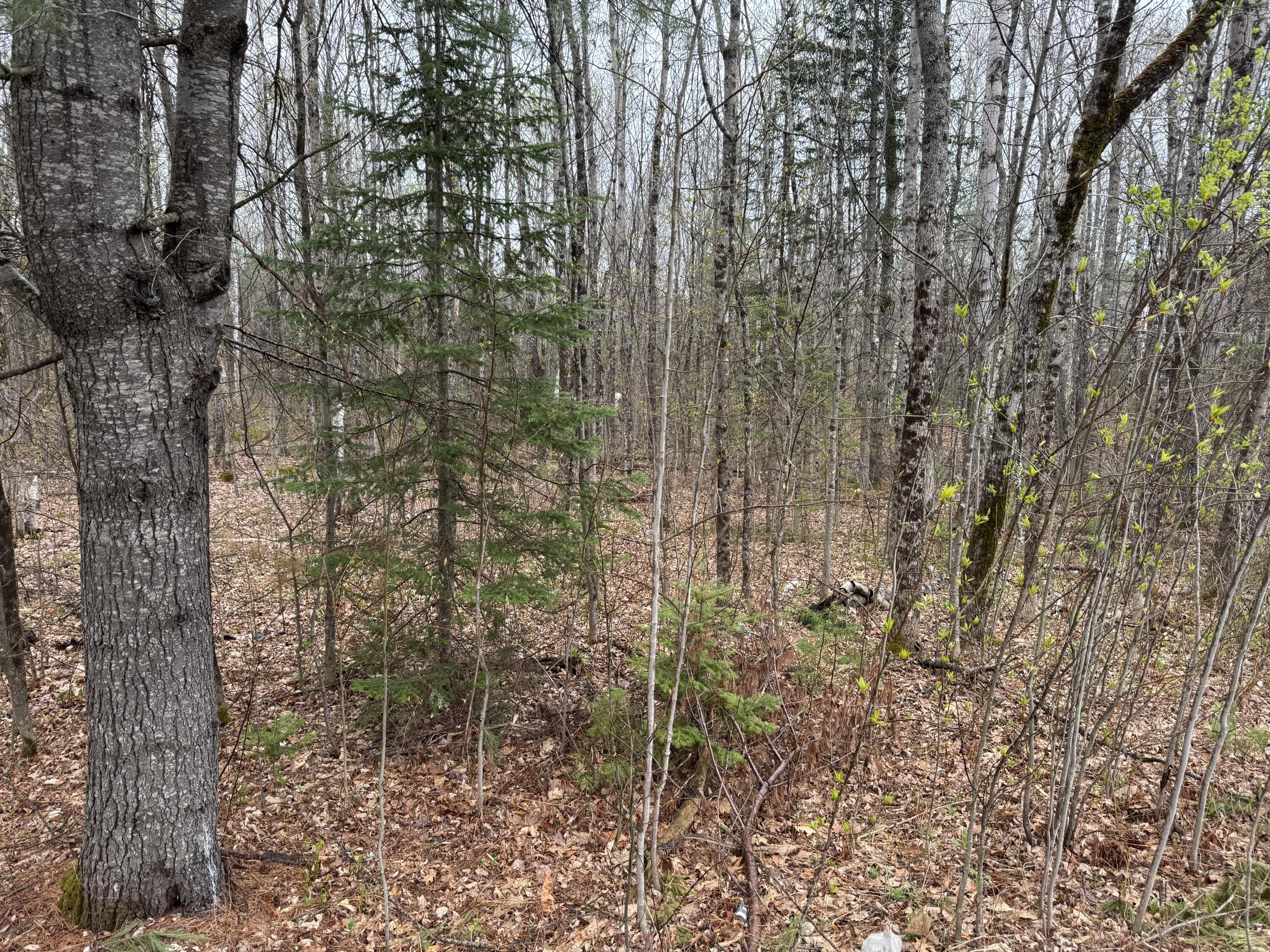Lot 21 Bog Road Waterville, ME 04901 - Photo 5 of 7 Young timber stand