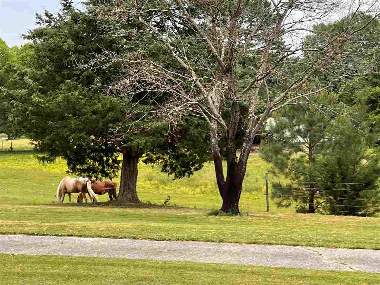 3710 Gorman Church Road Durham, NC 27704 - Photo 28 of 30 Horses nextdoor!