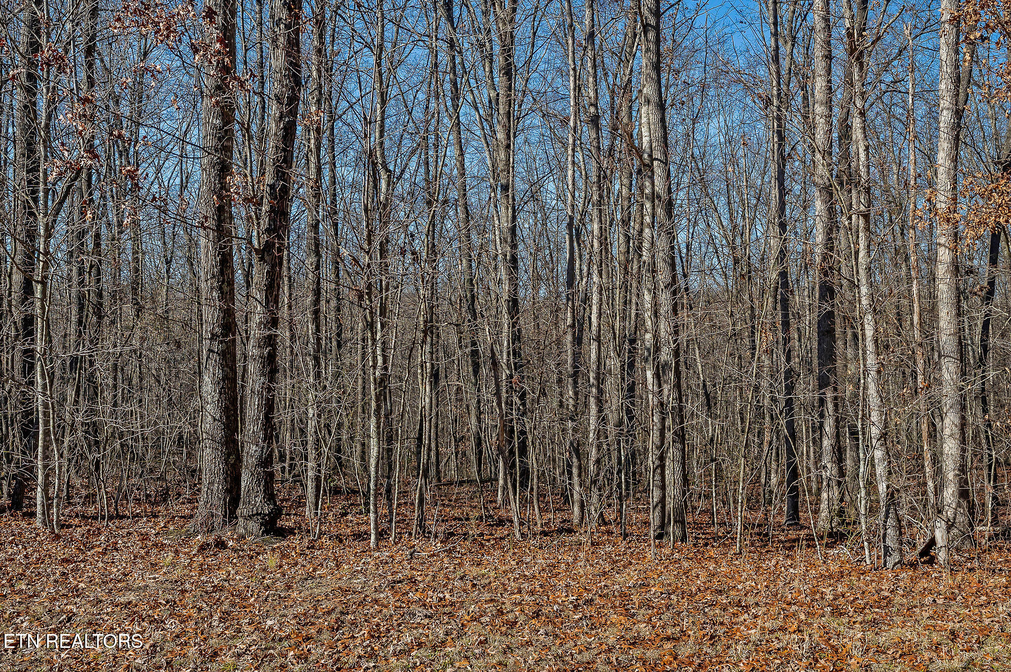 4-acres East Overlook Road Monterey, TN 38574 - Photo 6 of 17 E. OVERLOOK RD