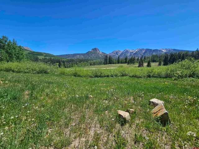 a view of a lush green forest with lots of tall trees