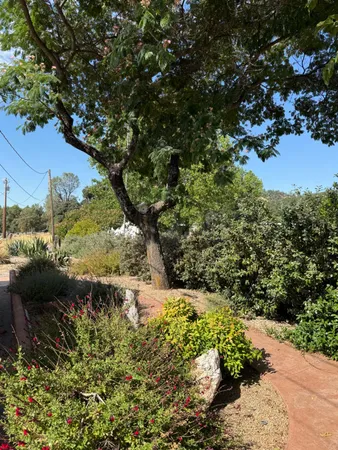 a view of a garden with plants