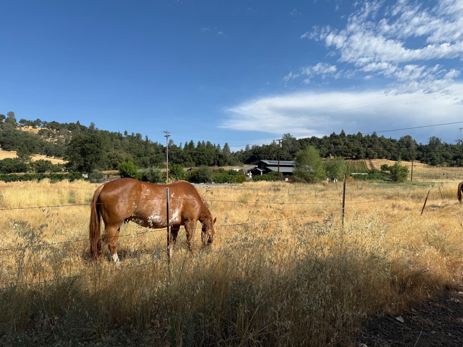 1026 Coyote Creek Road Murphys, CA 95247 - Photo 33 of 52