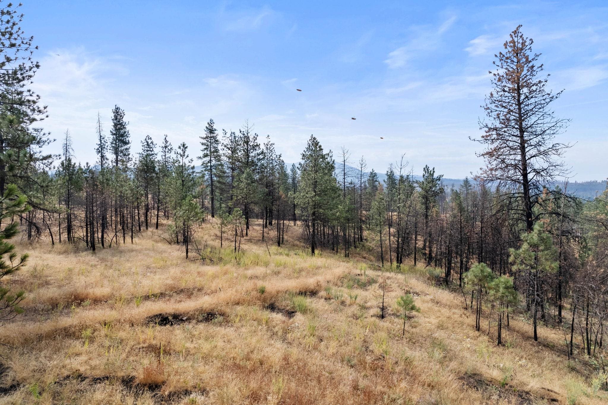 13085 East Nelson (approx) Road Elk, WA 99009 - Photo 16 of 19