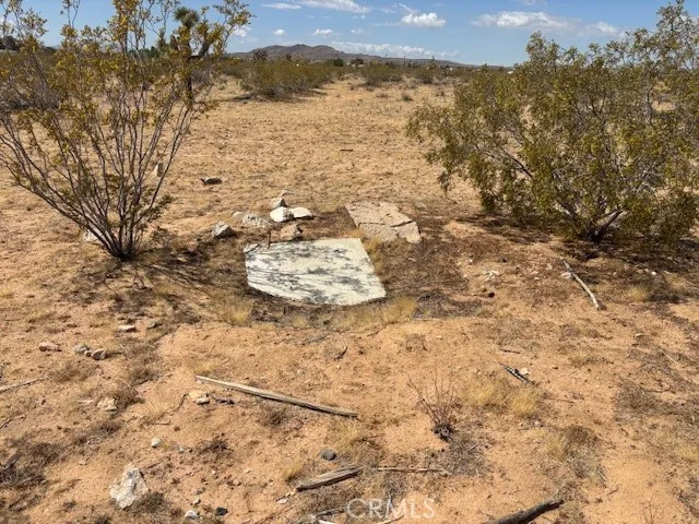 a view of ocean with large trees