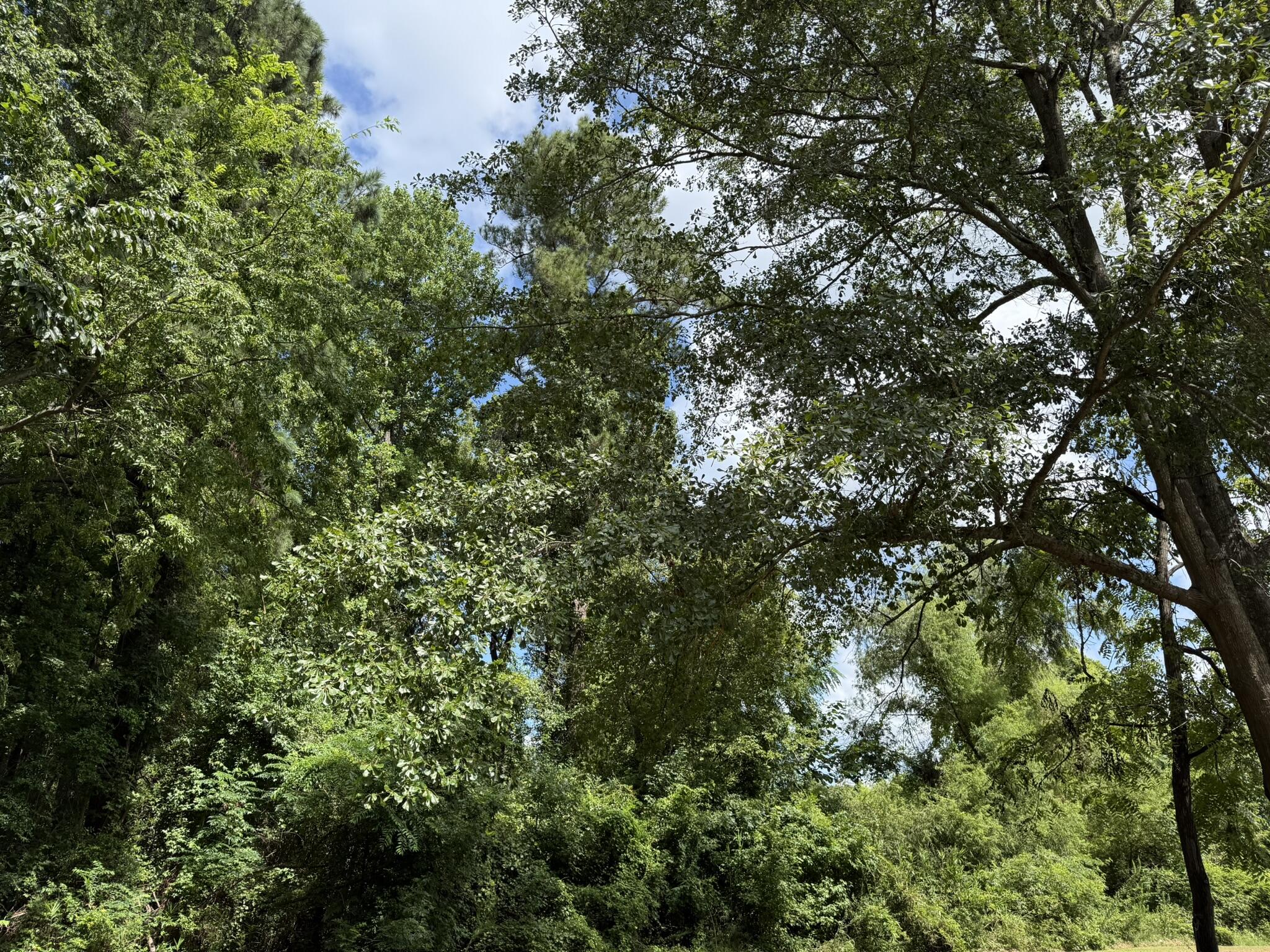 0 North Road Orangeburg, SC 29118 - Photo 2 of 6 IMG_0319