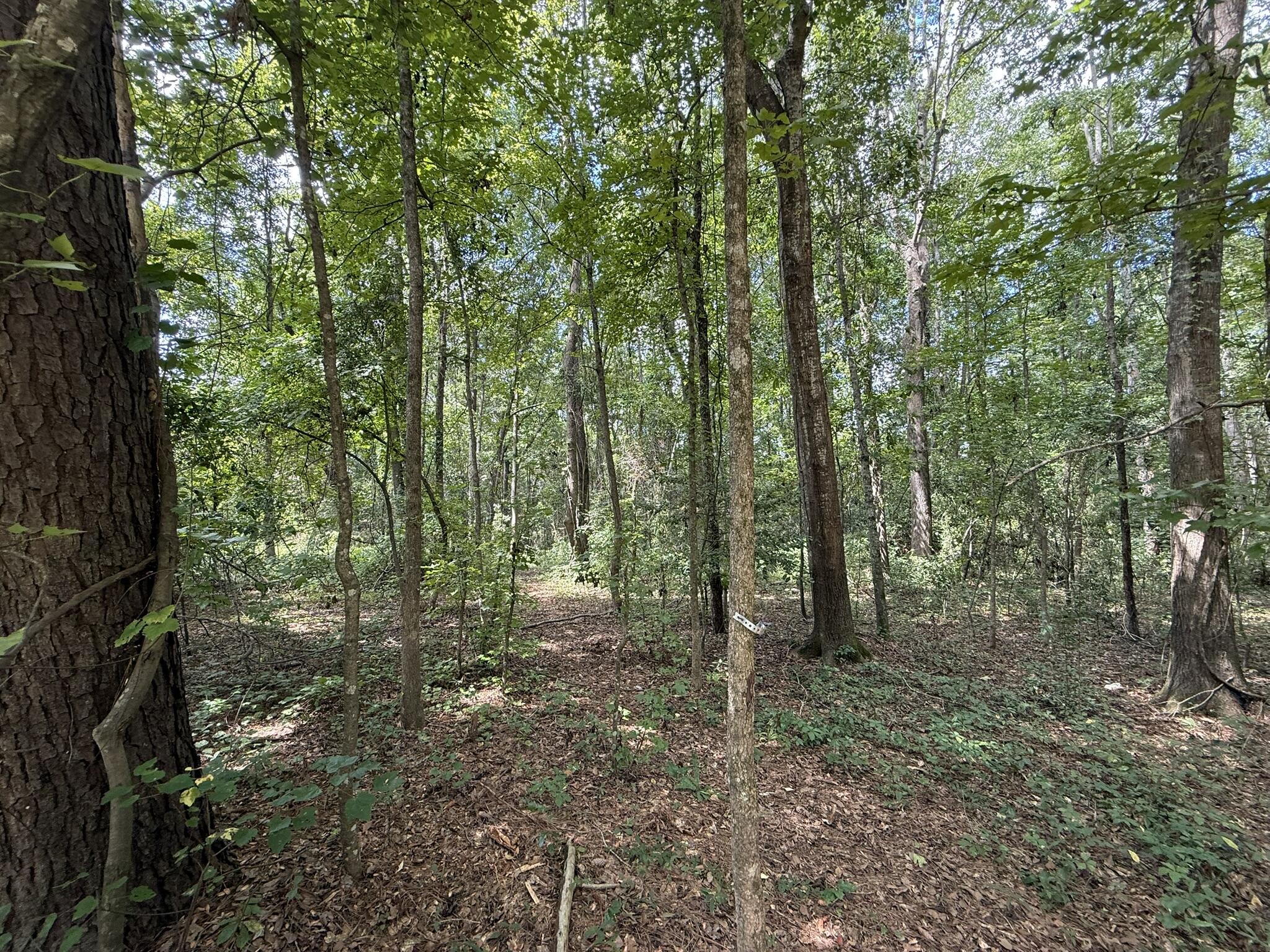 0 North Road Orangeburg, SC 29118 - Photo 5 of 6 IMG_0322