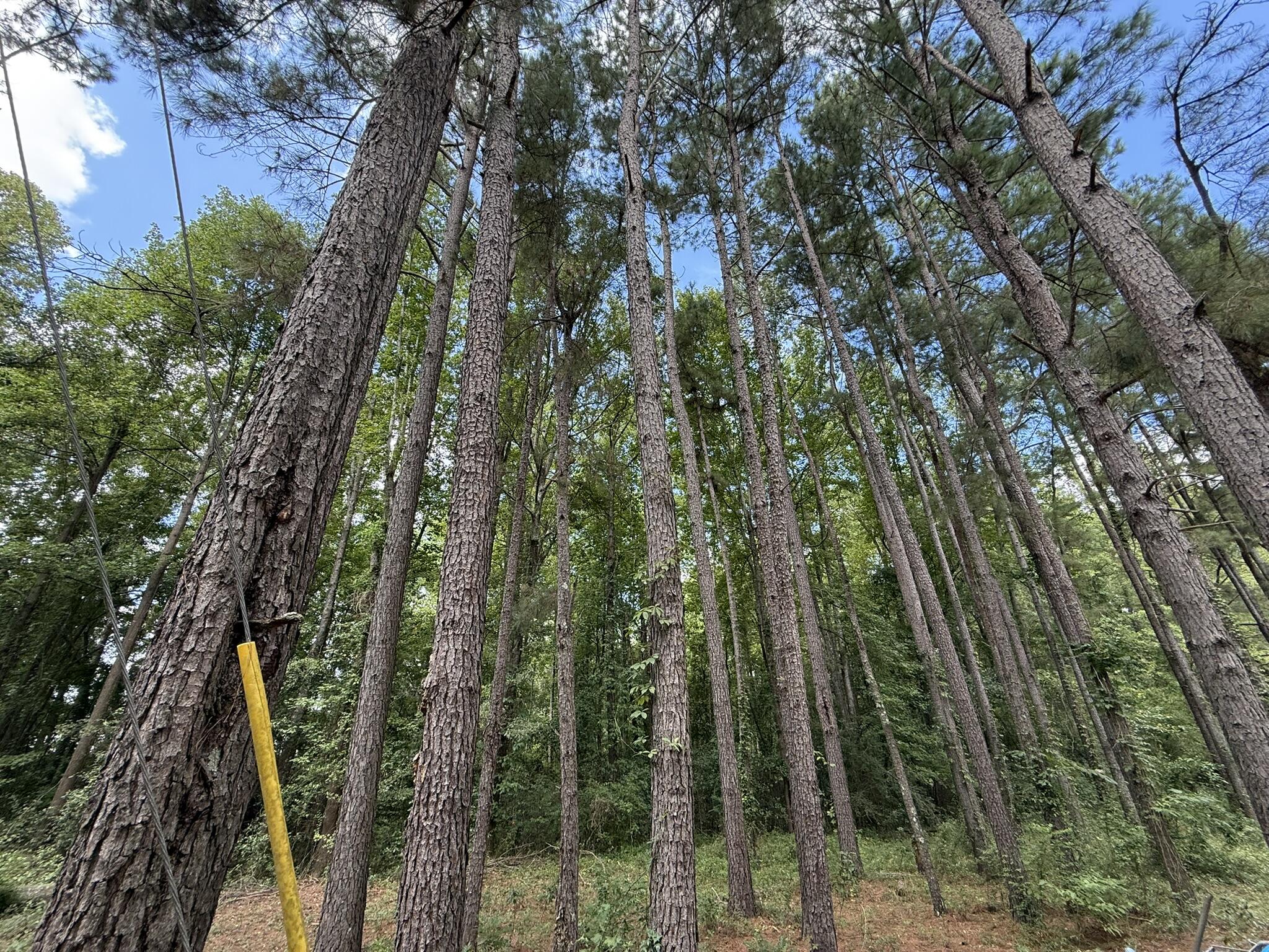 0 North Road Orangeburg, SC 29118 - Photo 6 of 6 IMG_0324