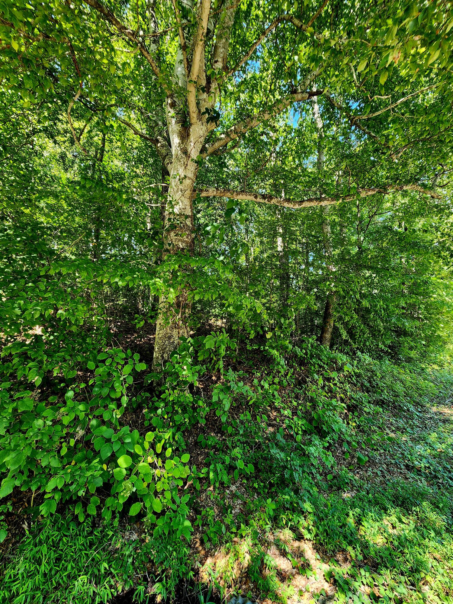 0 Old State Highway 28, Unit 28 Dunlap, TN 37327 - Photo 28 of 49 20250826_103828