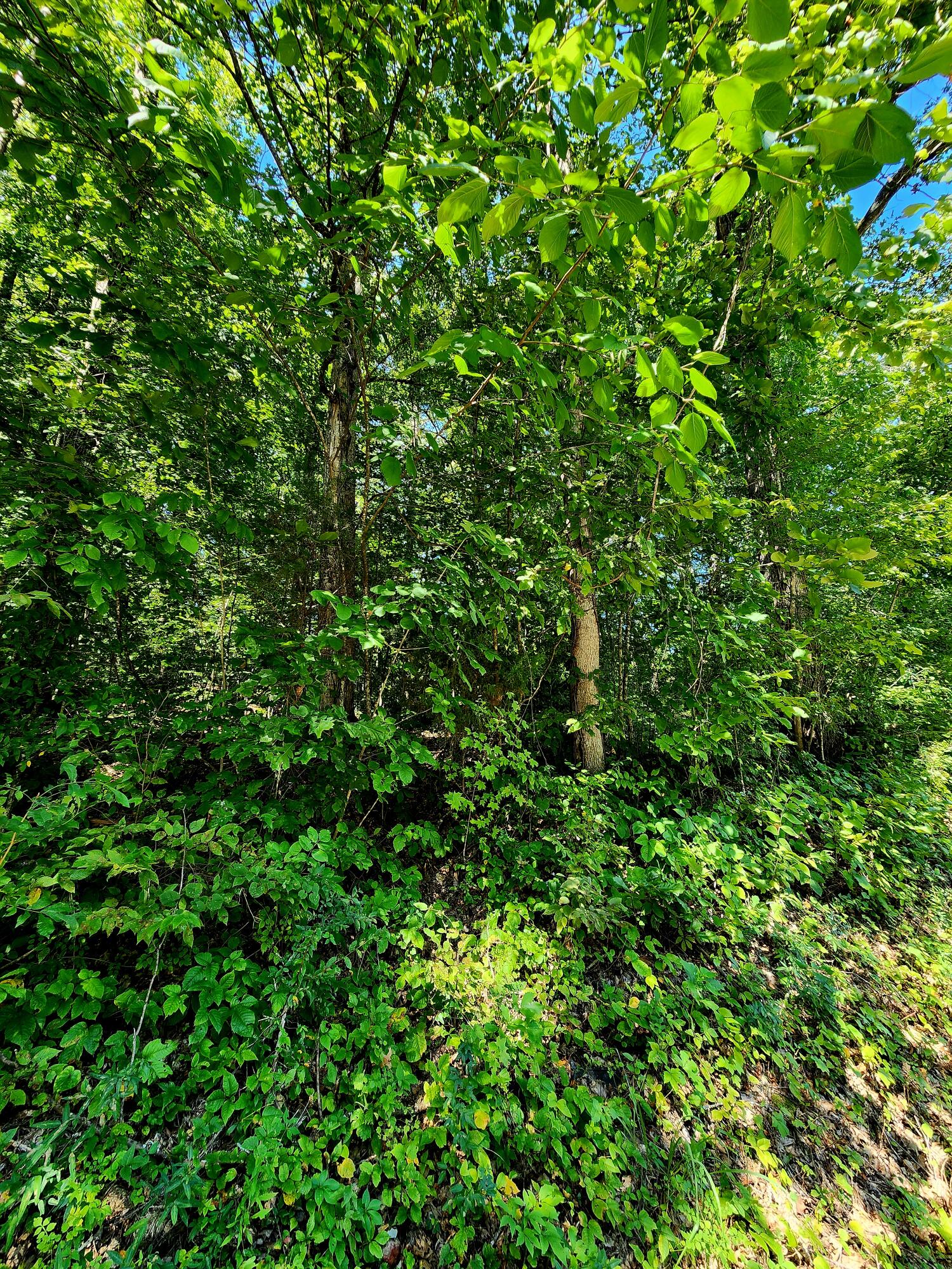 0 Old State Highway 28, Unit 28 Dunlap, TN 37327 - Photo 29 of 49 20250826_103846