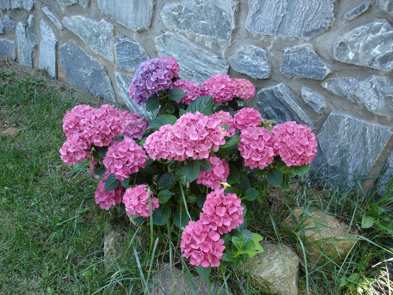 4141 Mountain View Church Road Blue Ridge, VA 24064 - Photo 3 of 13 a view of pink flowers in front of flowers