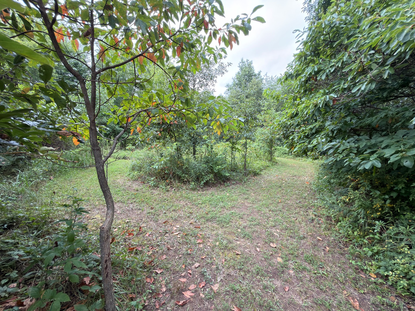 2301 Bundyville Road Walnut Hill, IL 62893 - Photo 65 of 66 Gallery Image 65