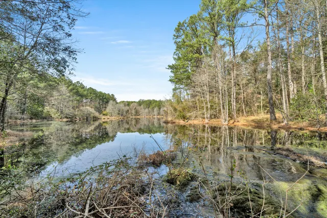 a view of a forest with a tree
