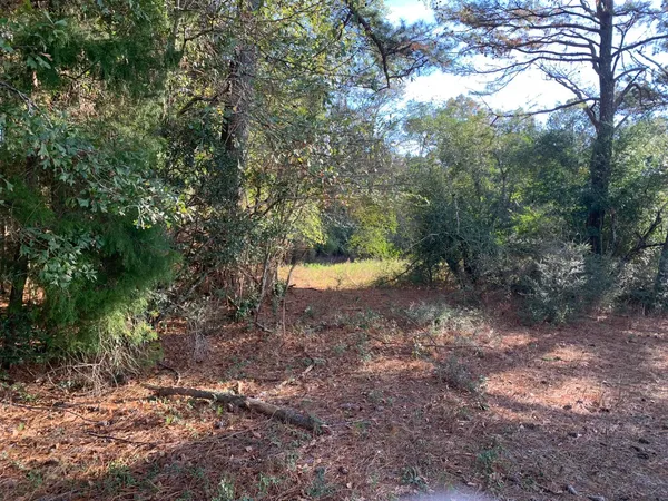 a view of a forest with trees in the background