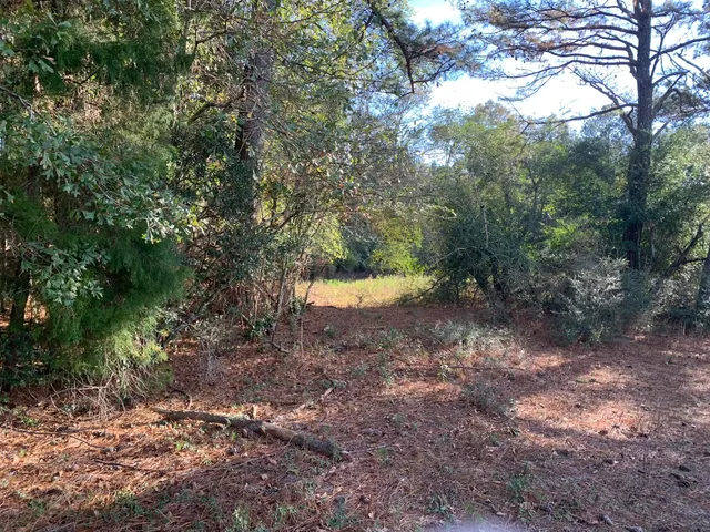 a view of a forest with trees in the background