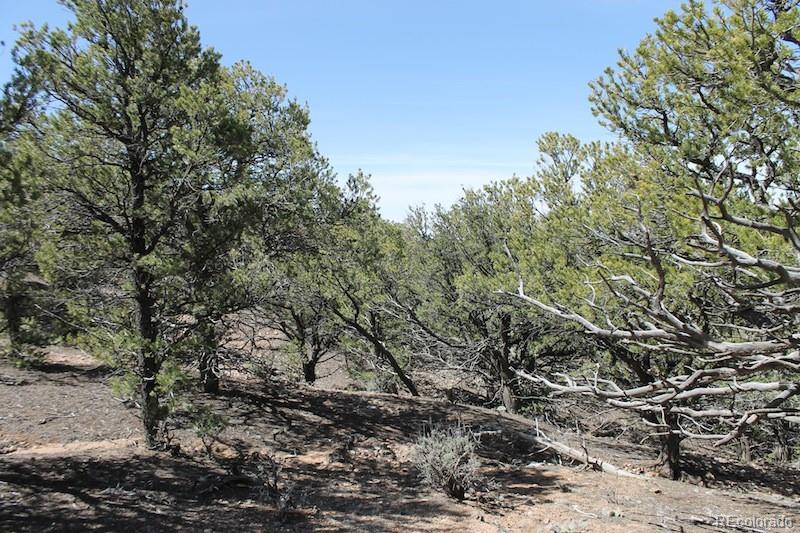 6521 Forbes Road San Luis, CO 81152 - Photo 11 of 12 a view of a yard