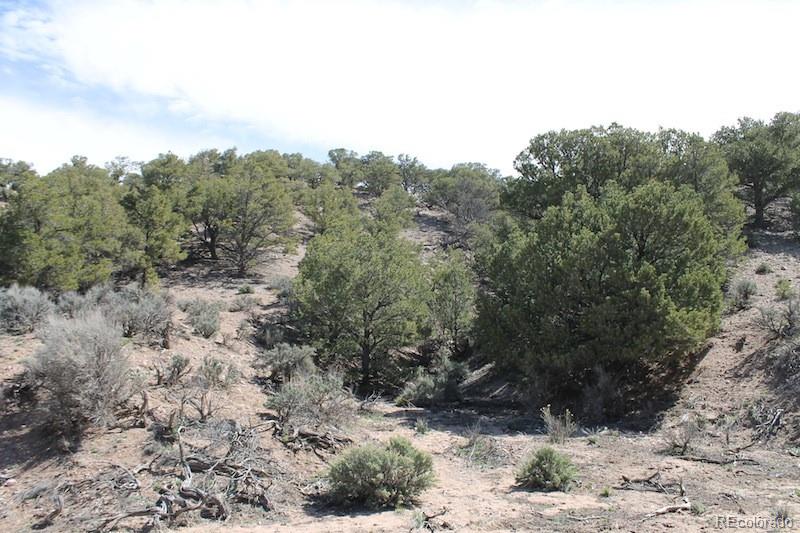 6521 Forbes Road San Luis, CO 81152 - Photo 9 of 12 a view of a dry yard with trees