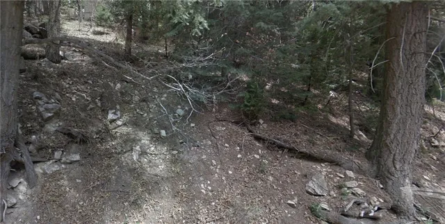 a view of a forest with trees in the background
