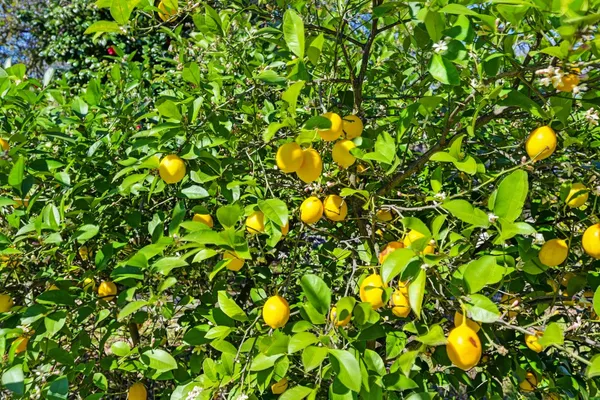 $1,998,000 | 5990 Wilhoff Lane, Granite Bay, CA 95746