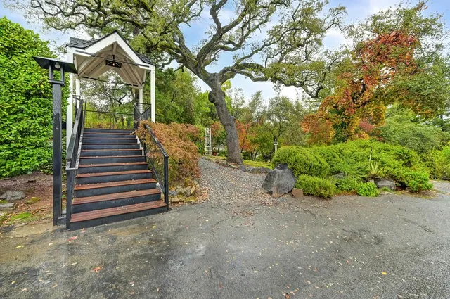 a view of a yard with plants and trees
