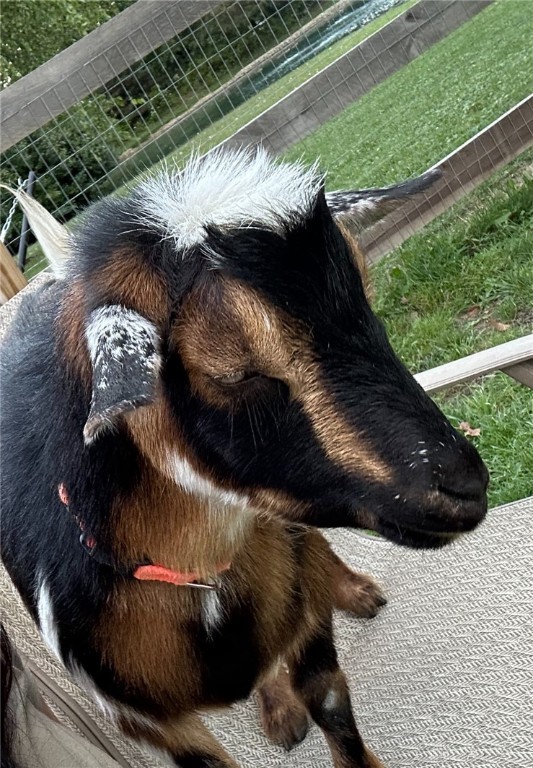1969 Shawhan Road Morrow, OH 45152 - Photo 62 of 69 Dude...the only GOAT you will EVER need!