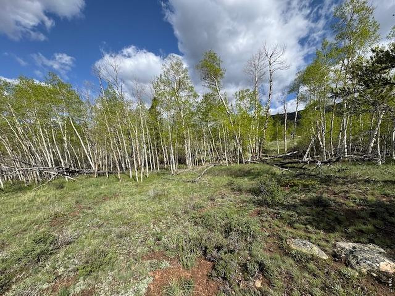 137 Cimarron Road Red Feather Lakes, CO 80545 - Photo 18 of 18