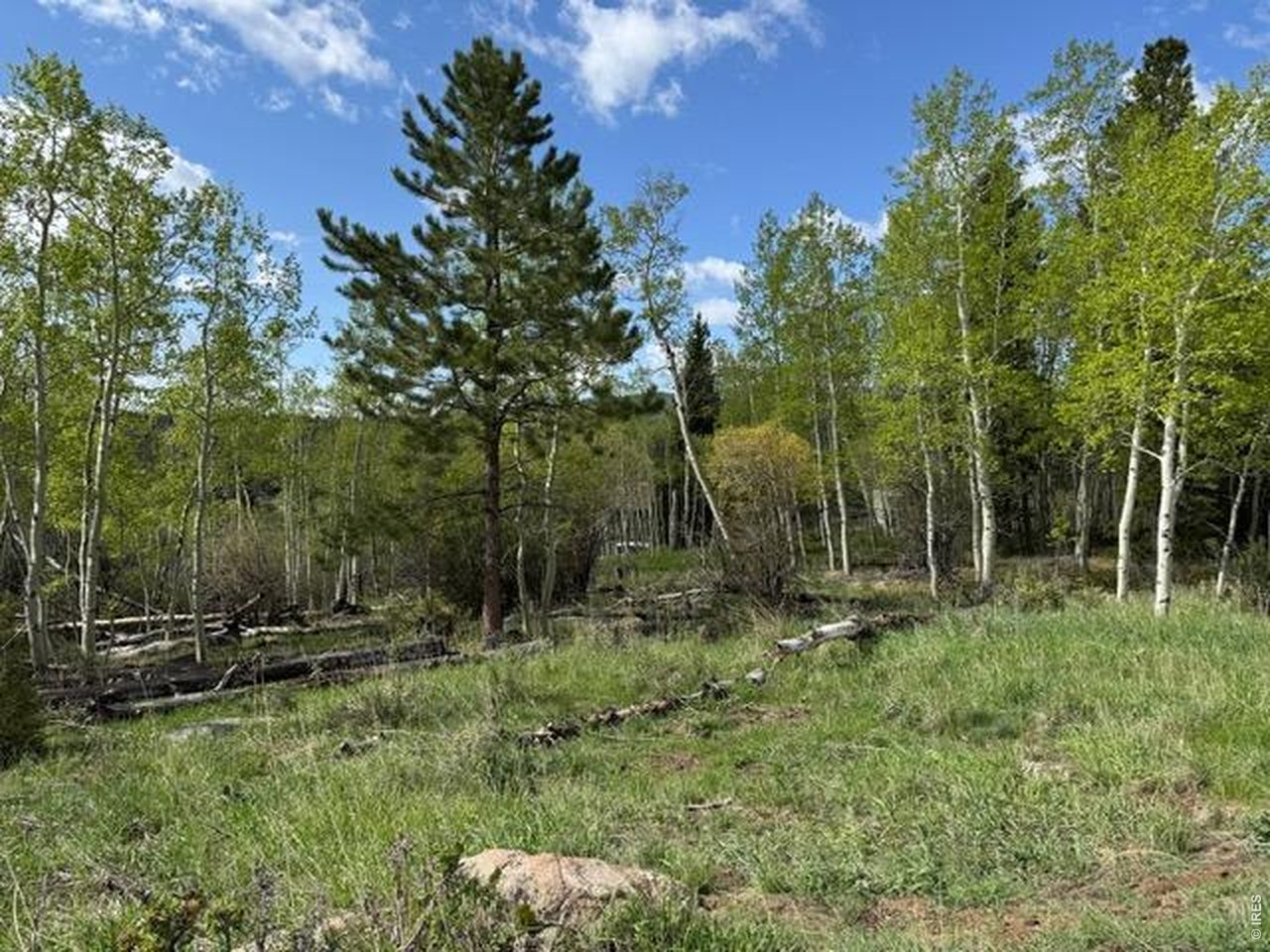 137 Cimarron Road Red Feather Lakes, CO 80545 - Photo 3 of 18