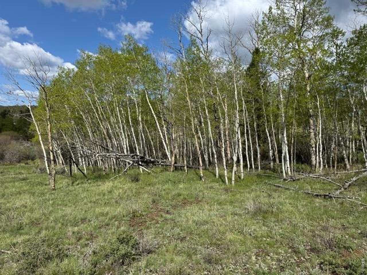 137 Cimarron Road Red Feather Lakes, CO 80545 - Photo 4 of 18