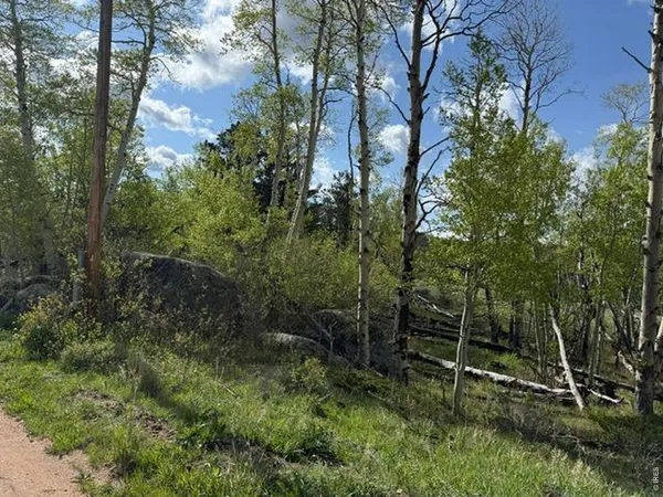 a view of forest