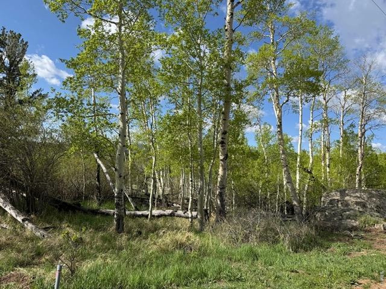 137 Cimarron Road Red Feather Lakes, CO 80545 - Photo 6 of 18