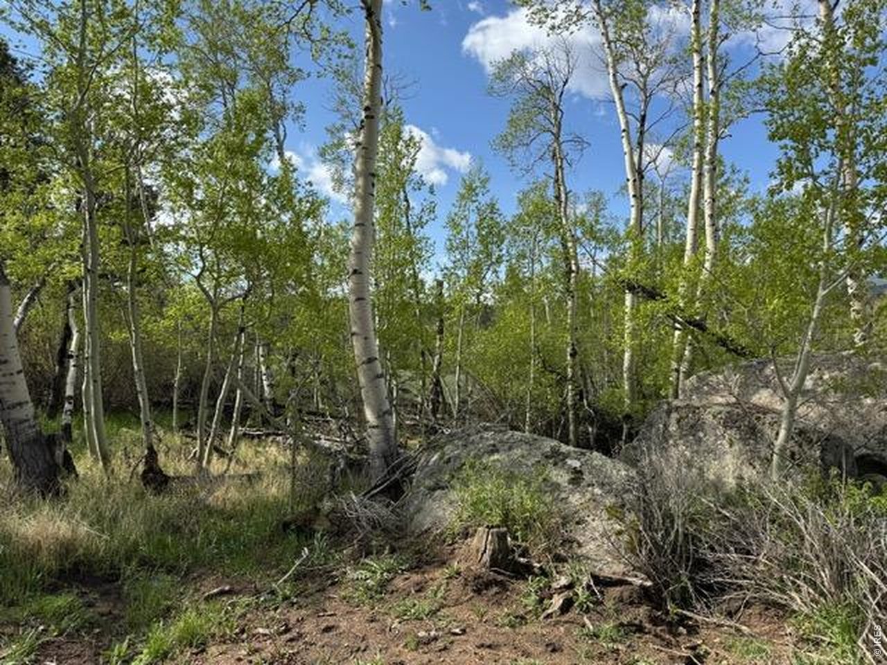 137 Cimarron Road Red Feather Lakes, CO 80545 - Photo 7 of 18