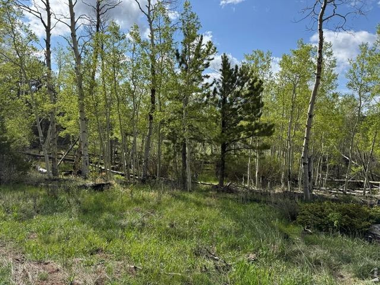 137 Cimarron Road Red Feather Lakes, CO 80545 - Photo 10 of 18