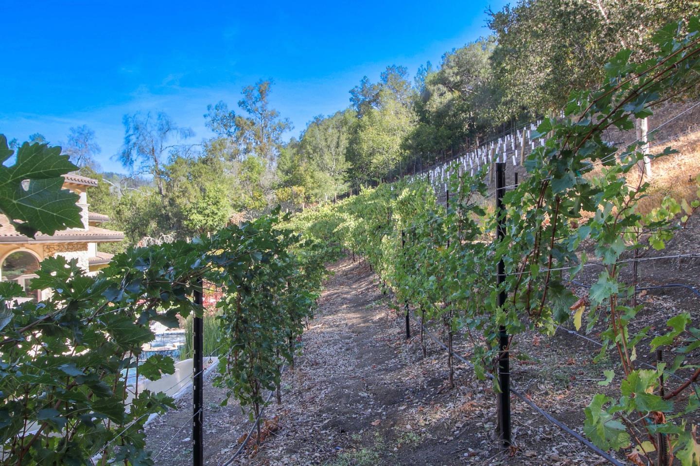 13740 Pierce Road Saratoga, CA 95070 - Photo 6 of 100