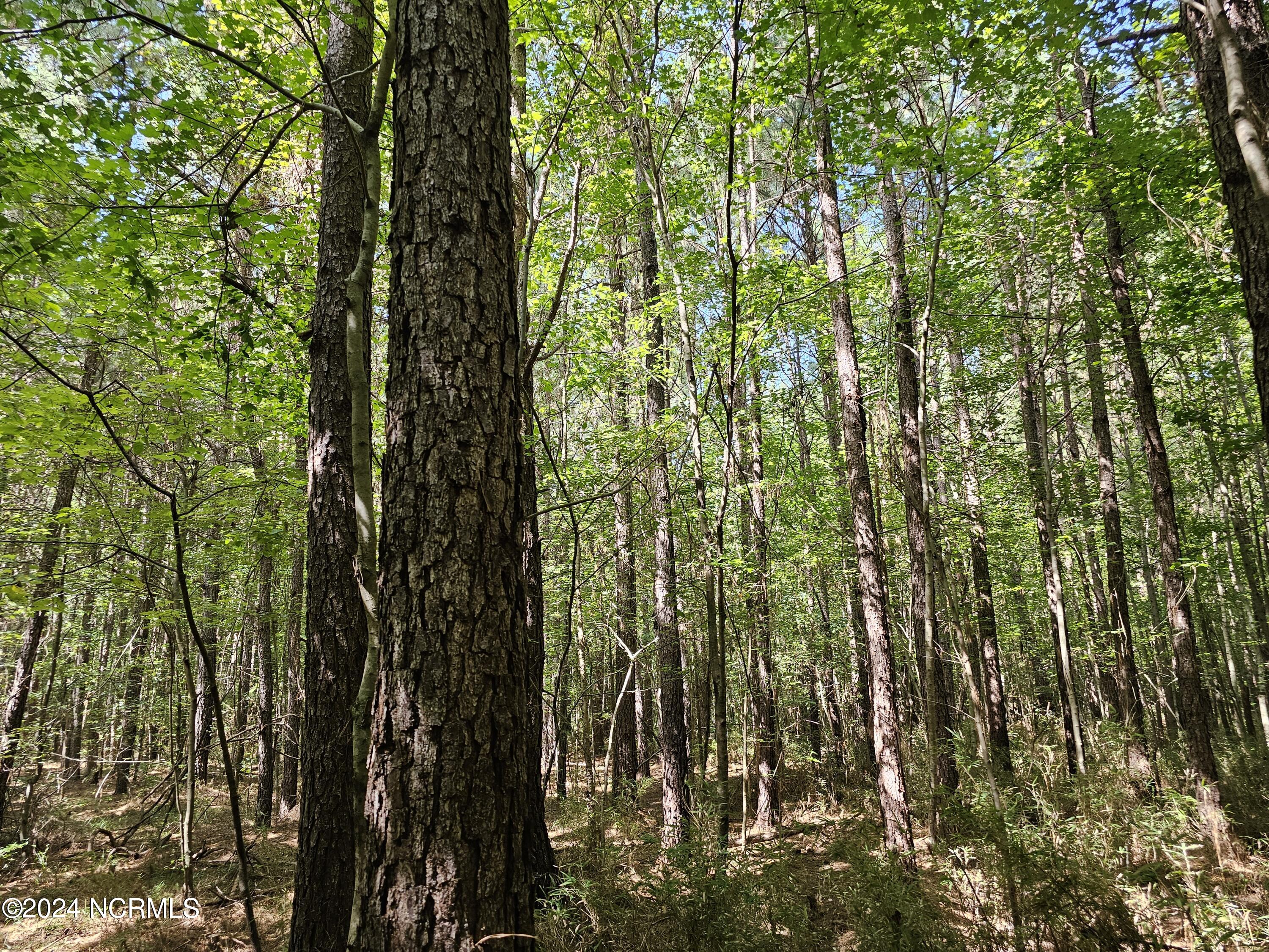 0 Red Oak Road Nashville, NC 27856 - Photo 14 of 25 RR MLS 15