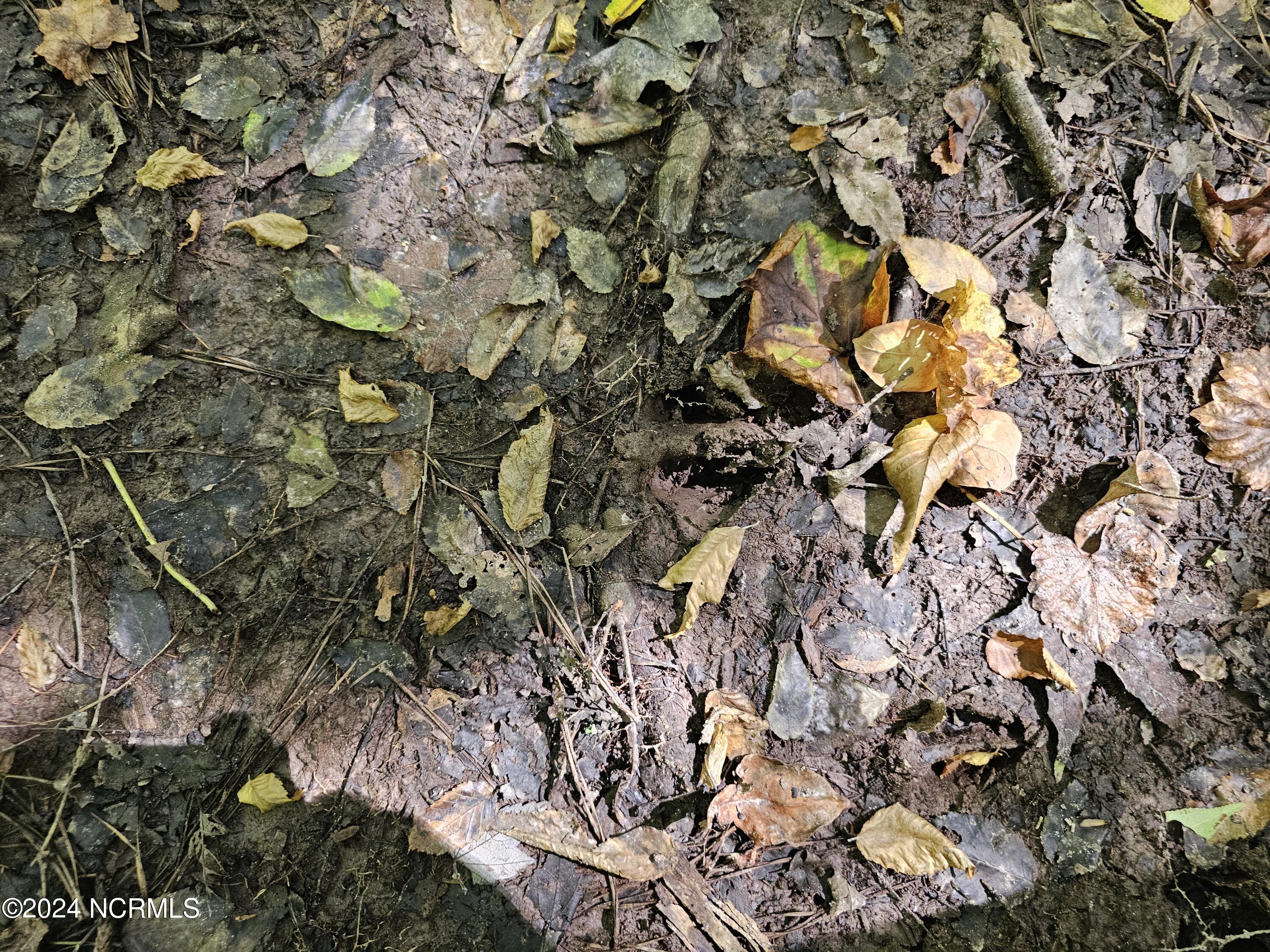 0 Red Oak Road Nashville, NC 27856 - Photo 17 of 25 RR MLS 18