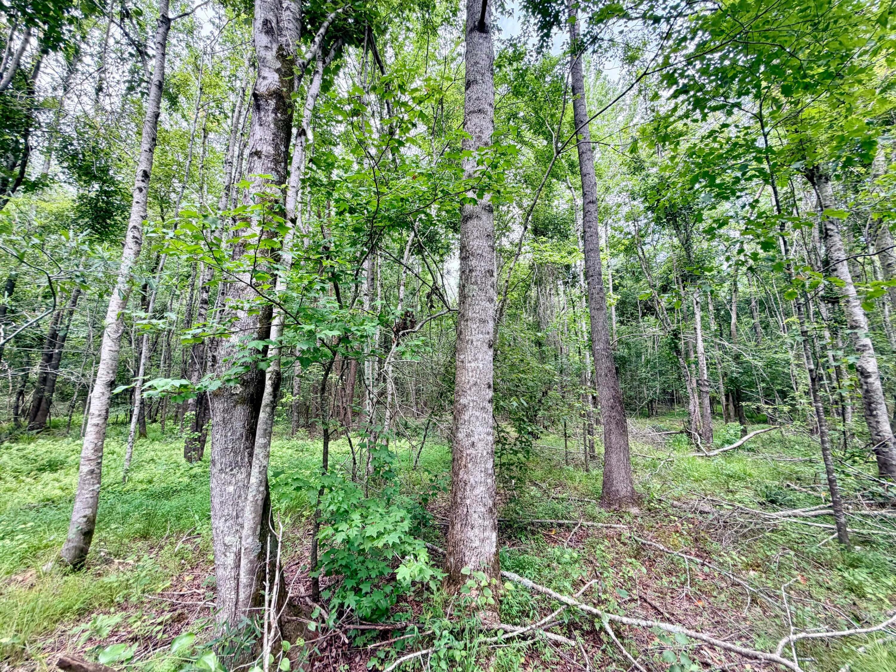 467 County Road Rienzi, MS 38865 - Photo 21 of 25 Gallery Image 21