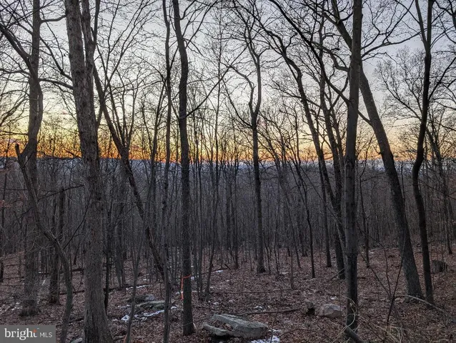 a view of backyard with trees