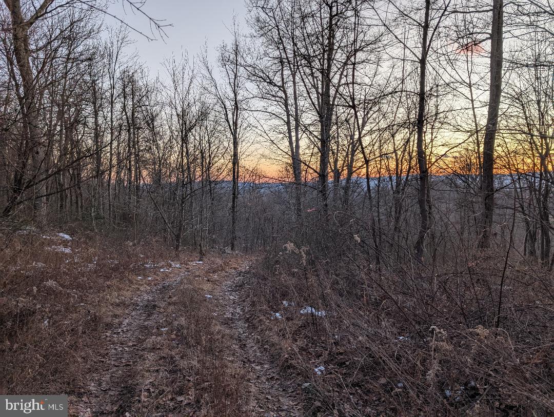 11430 National Pike Clear Spring, MD 21722 - Photo 2 of 8 a view of forest