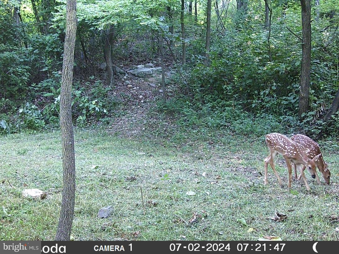 11430 National Pike Clear Spring, MD 21722 - Photo 6 of 8 a view of a yard in a forest