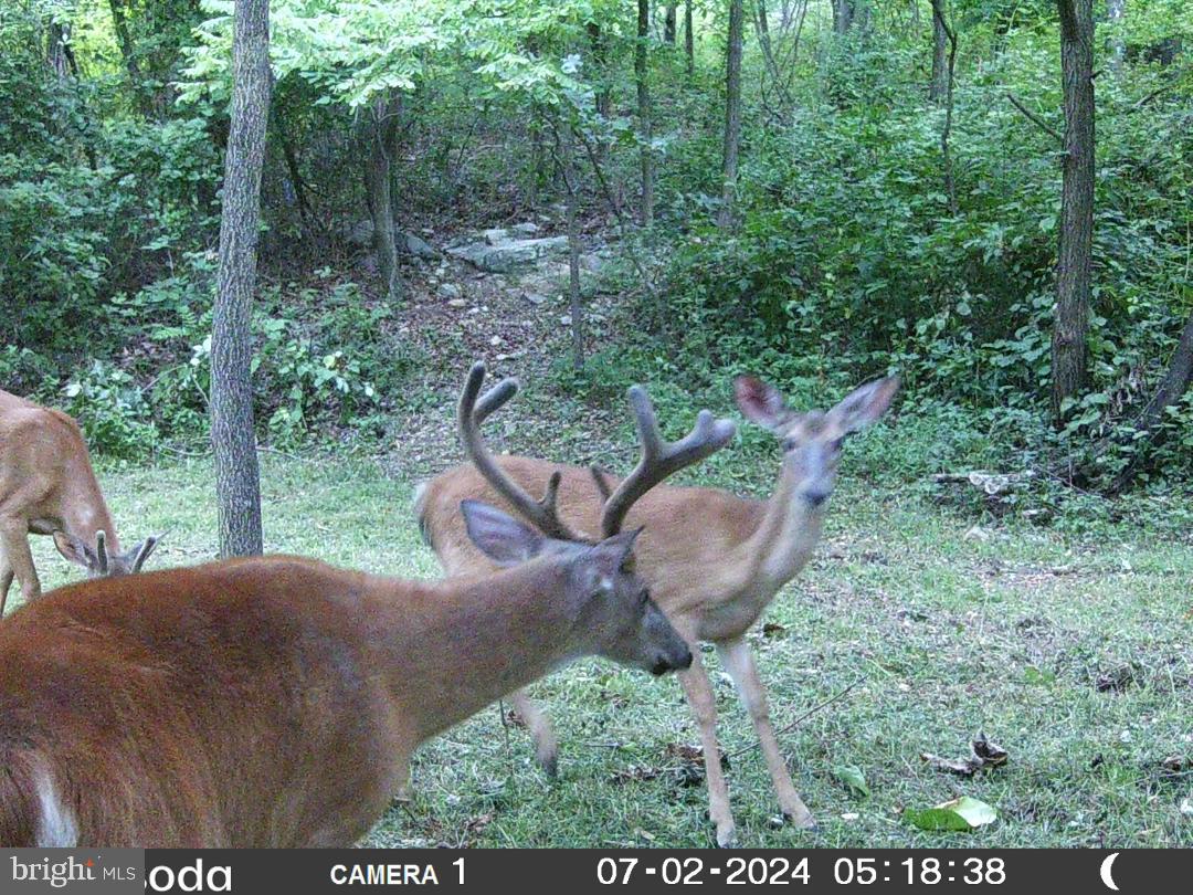11430 National Pike Clear Spring, MD 21722 - Photo 7 of 8 a view of a backyard with plants and outdoor