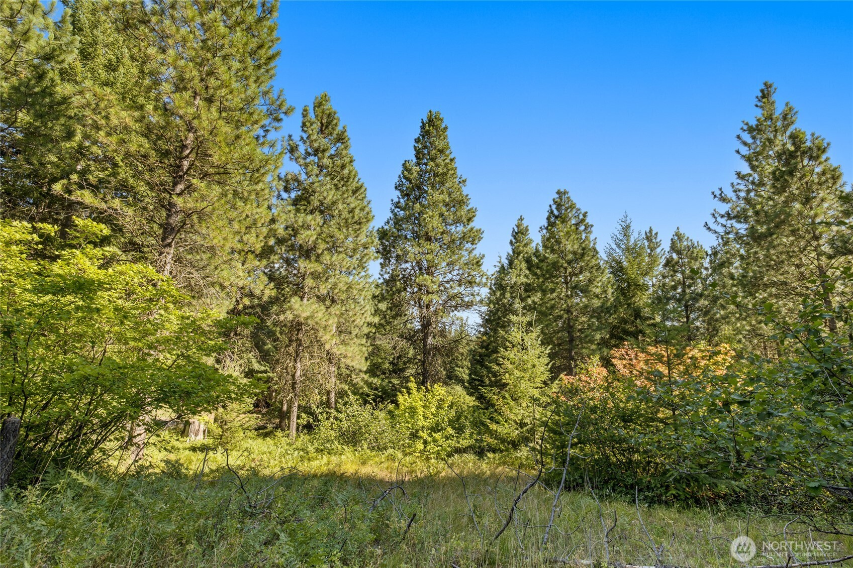 711 Ruby King Loop Cle Elum, WA 98922 - Photo 11 of 27 a view of a bunch of trees in a yard