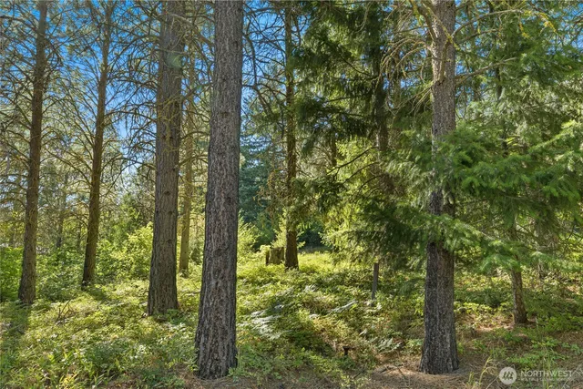 a backyard of a house with lots of trees